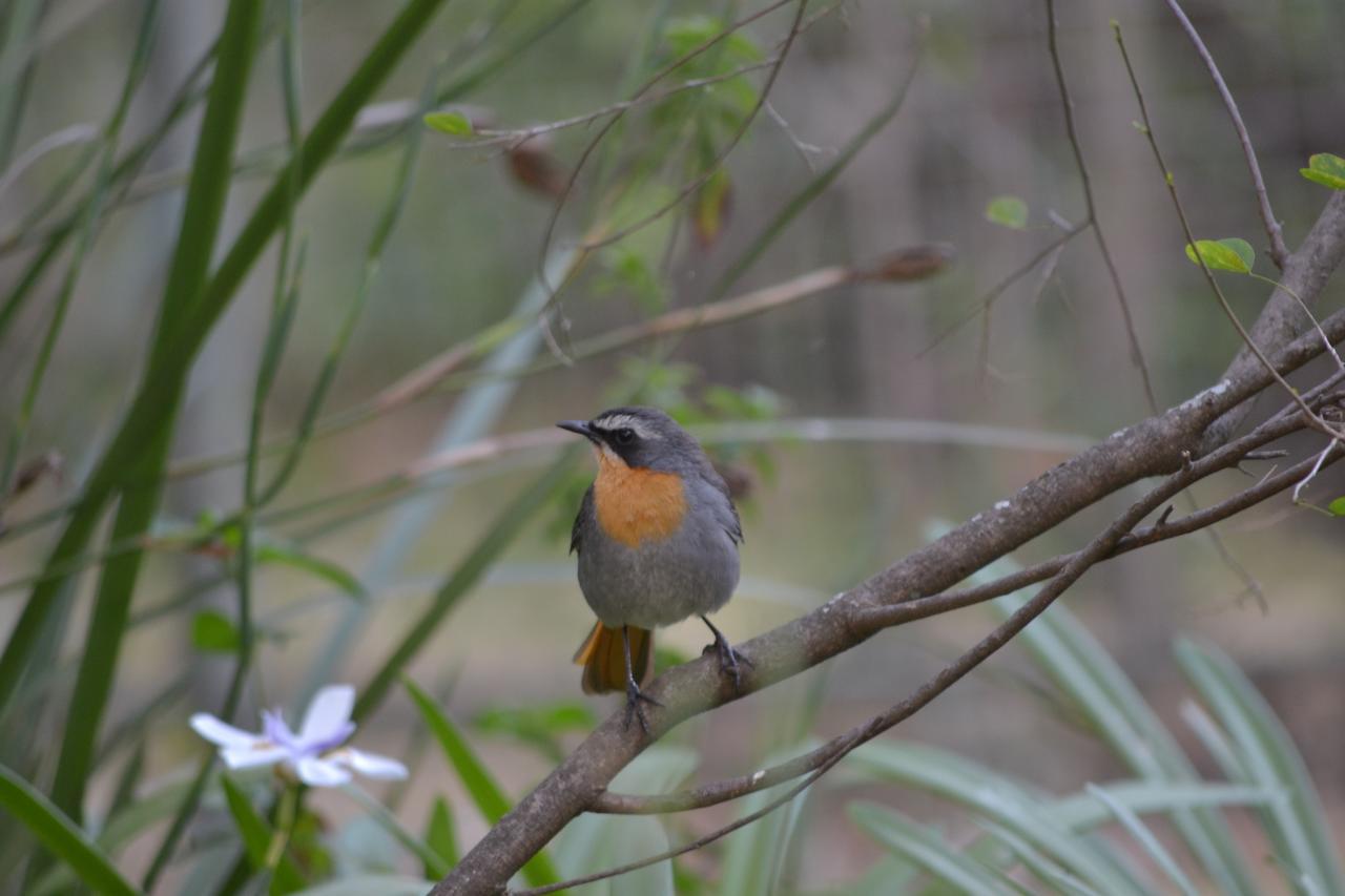 יוהנסבורג Lydall Wild Tranquil Garden Suites מראה חיצוני תמונה